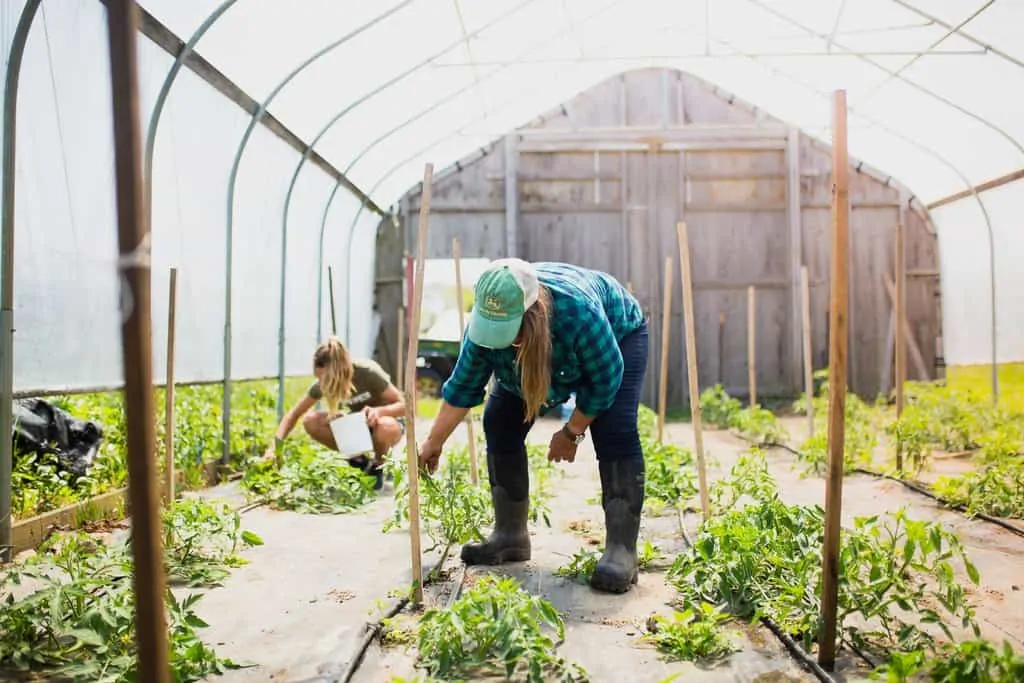 Farmers on Block Island work the land and tend to crops in a greenhouse