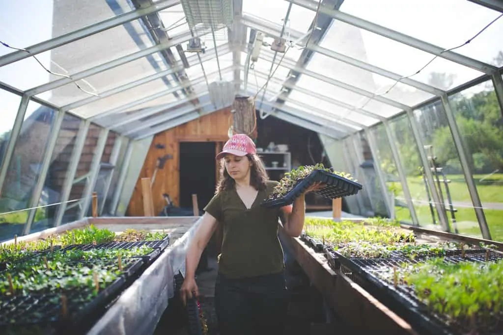 Woman carrying flat of seedlings in a greenhouse