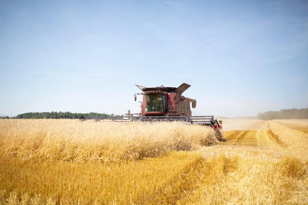 A Michigan farm woman driving a combine in a field of rye. 