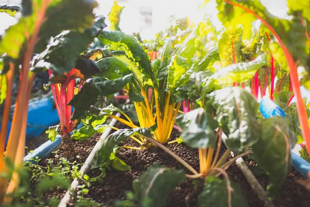 A hydroponic vegetables growing at Nelson and Pade, a hydroponic and fish farm in Montello, Wisconsin