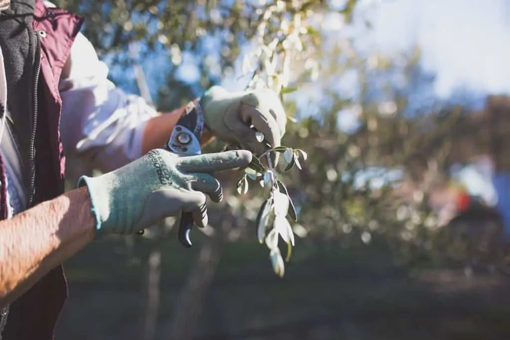 Margery Wheaton of Vista Lucia Farms hold an olive branch with garden shears