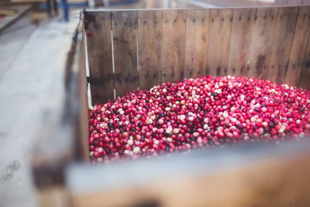 Cranberries in a wooden box in the back of a truck. 