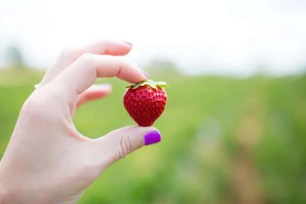 A woman's hand holding a fresh picked strawberry. 
