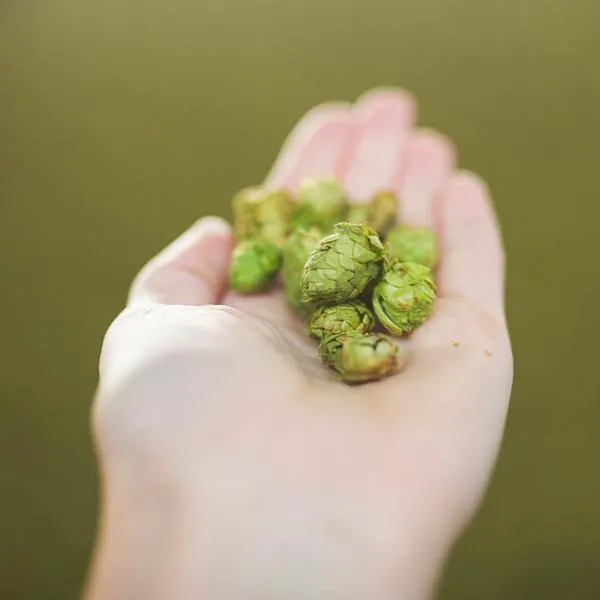 A woman's hand holds hops berries used to make craft beer