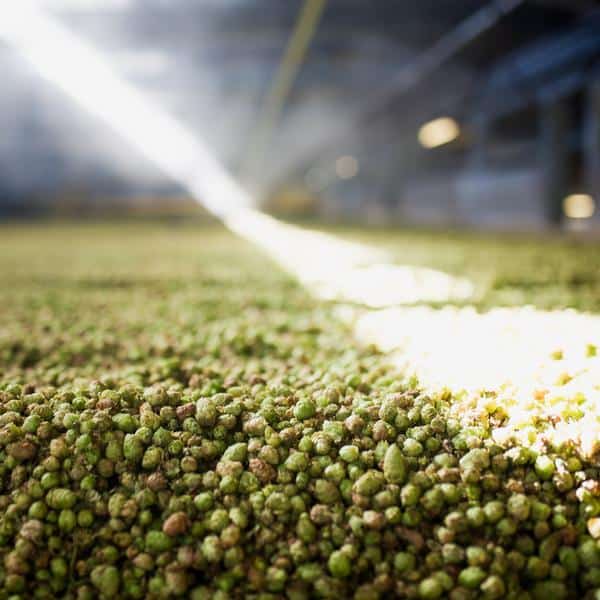 Hops berries in a beer processing plant