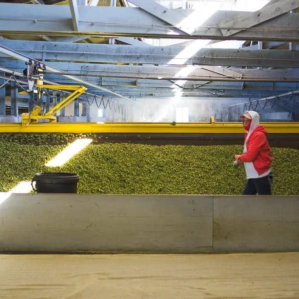 Hops berries stored in a processing facility