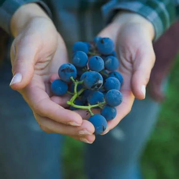 Woman's hands holding Concord grapes