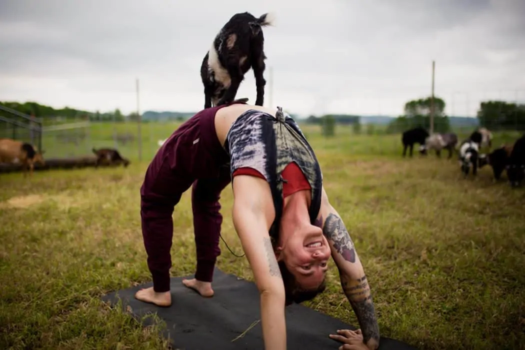 Coco's Ranch offers goat yoga at their farm in Palo, IA.