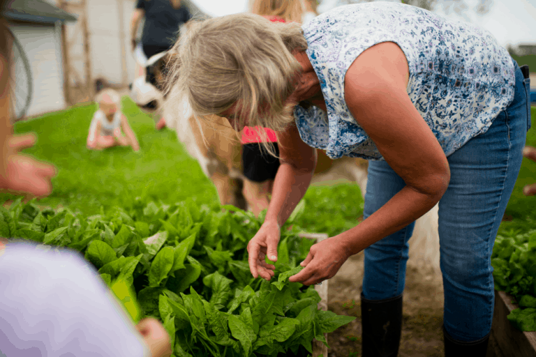 Engaging Iowa Farm And Preschool Experience Farmher