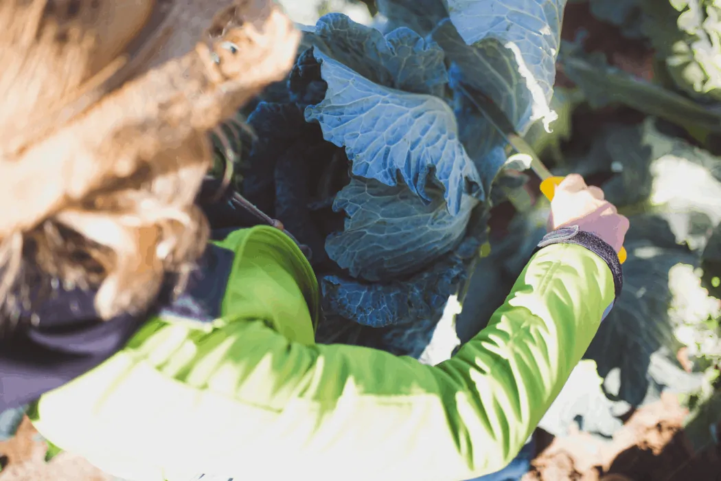 Janna Anderson stays busy at her farm in Arizona.