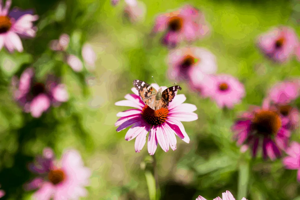 a butterfly sitting on a flower in a patch of flowers.