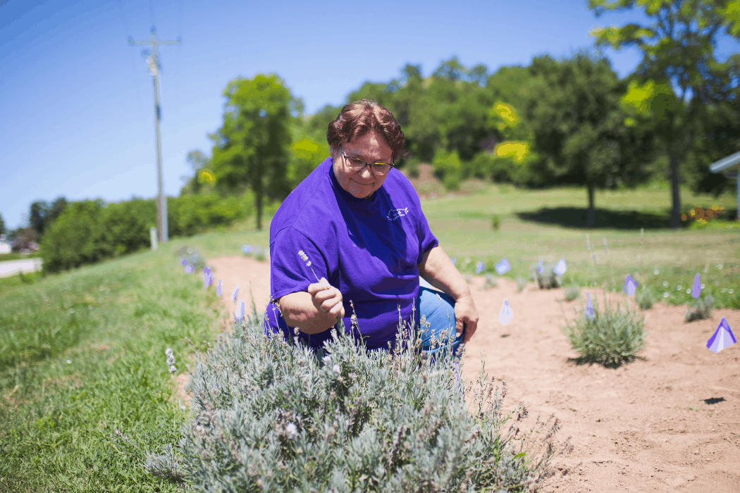 Mary Hamer tends to her lavender plants at Loess Hills Lavender Farm in Iowa.