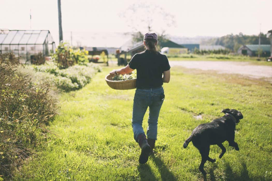 A woman carries a basket of harvested greens across the farm.