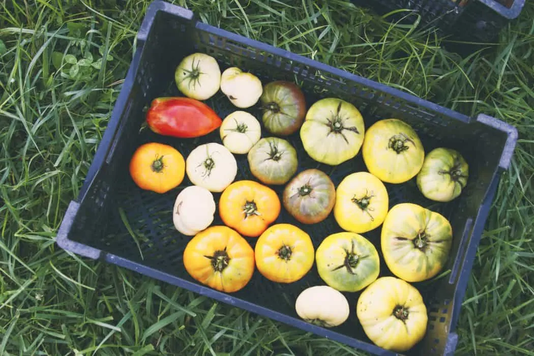 Various types of tomatoes in black box on green grass.