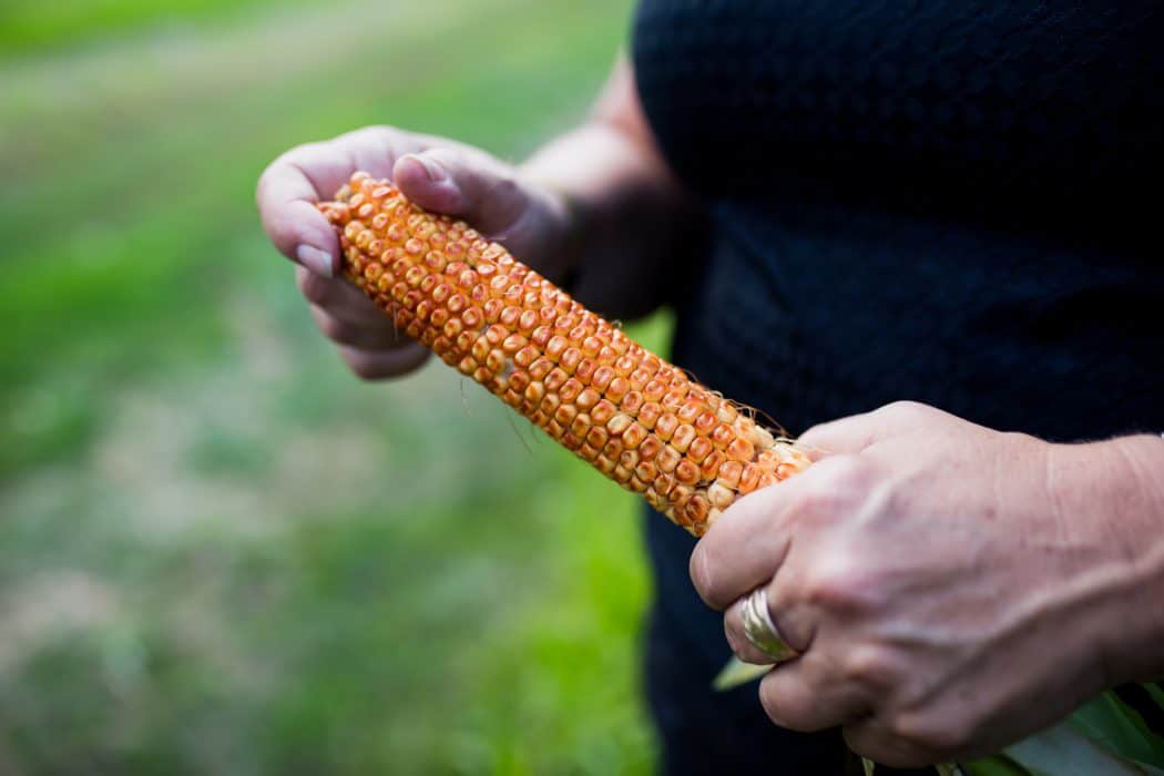 A woman's hand holding an ear of corn on a farm. 