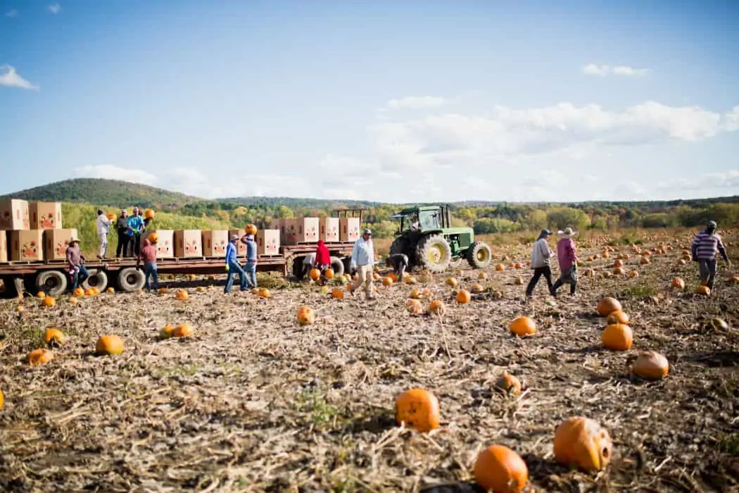 The pumpkins farm on Newmont Farm in Vermont. 