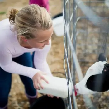 A young blonde girl feeding a dairy calf at Newmont Farms in Vermont.