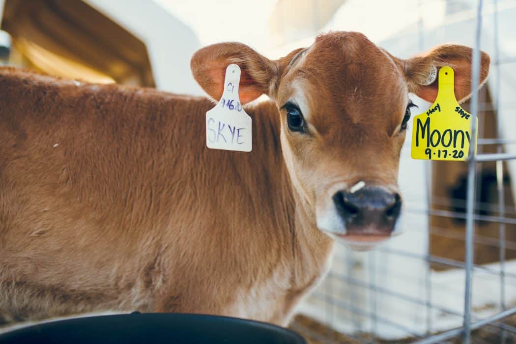 A young Jersey calf by a calf crate at Newmont Farm in Vermont. 