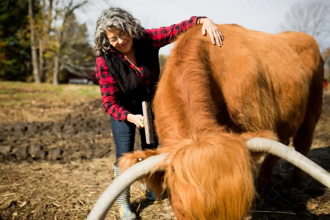 Woman in black vest and plaid shirt brushing a Scottish Highland Cattle. 
