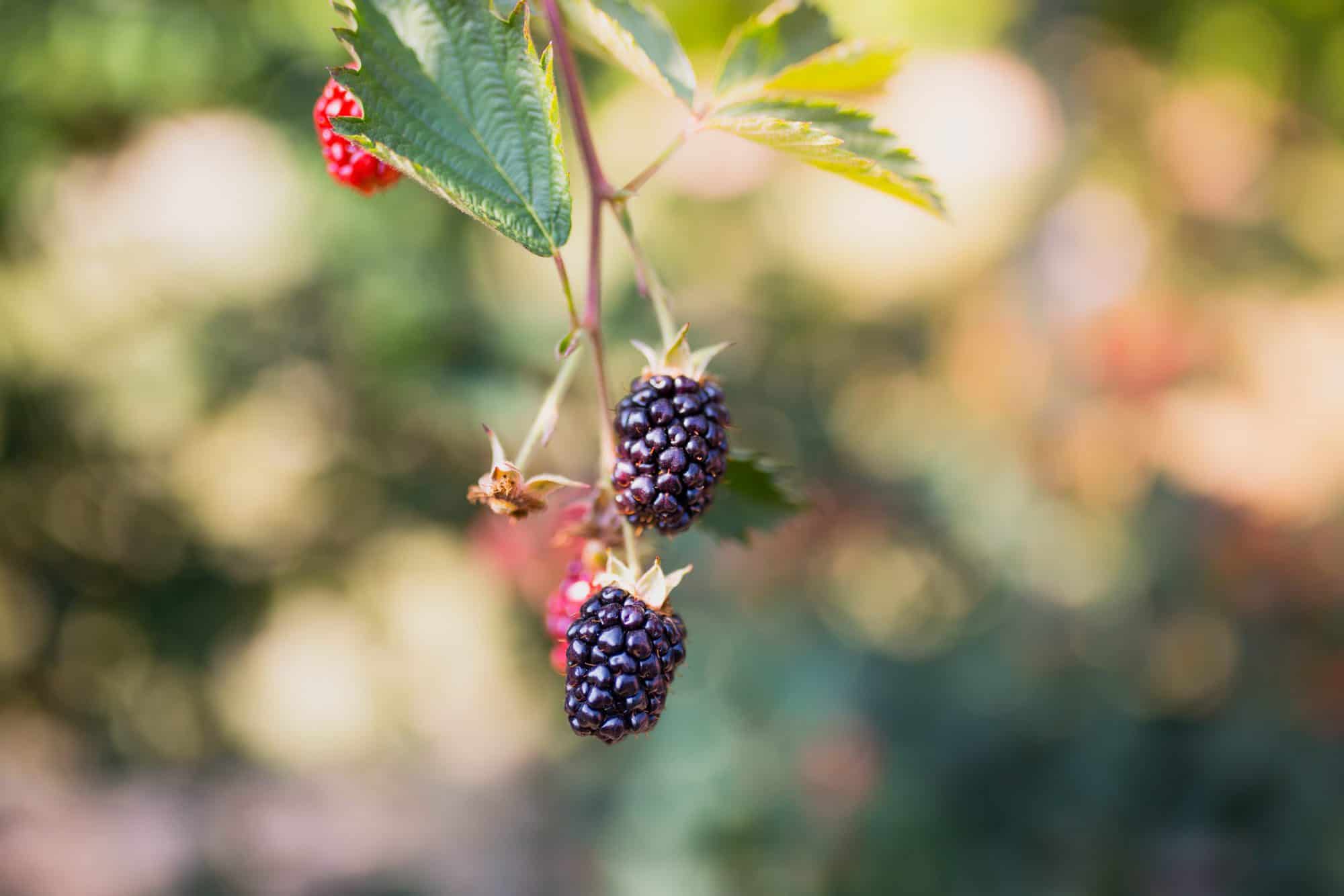 Sweet Georgia Home Grown Blueberries - FarmHer