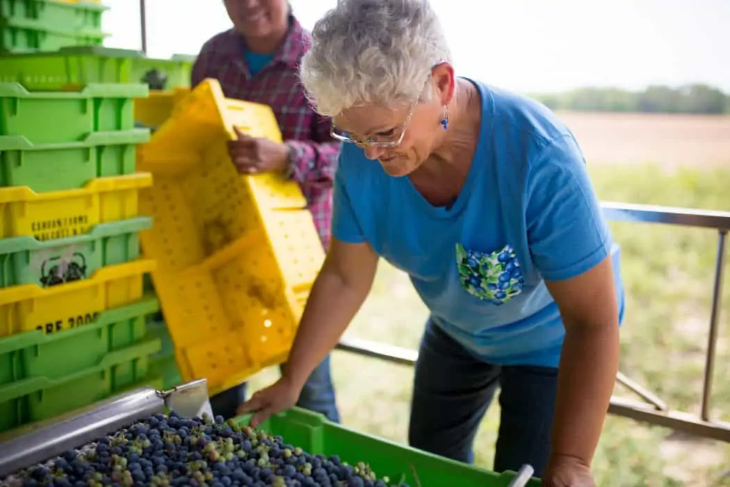 Ann Wildes of Wildes Farm and the Blueberry Barn sorting fresh blueberries in Georgia. 