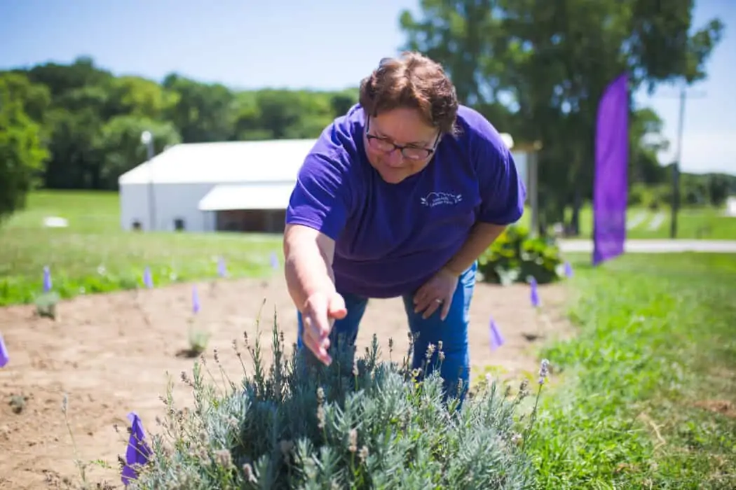 A woman standing in a purple shirt at a Lavendar farm in Iowa while showing pollinators. 