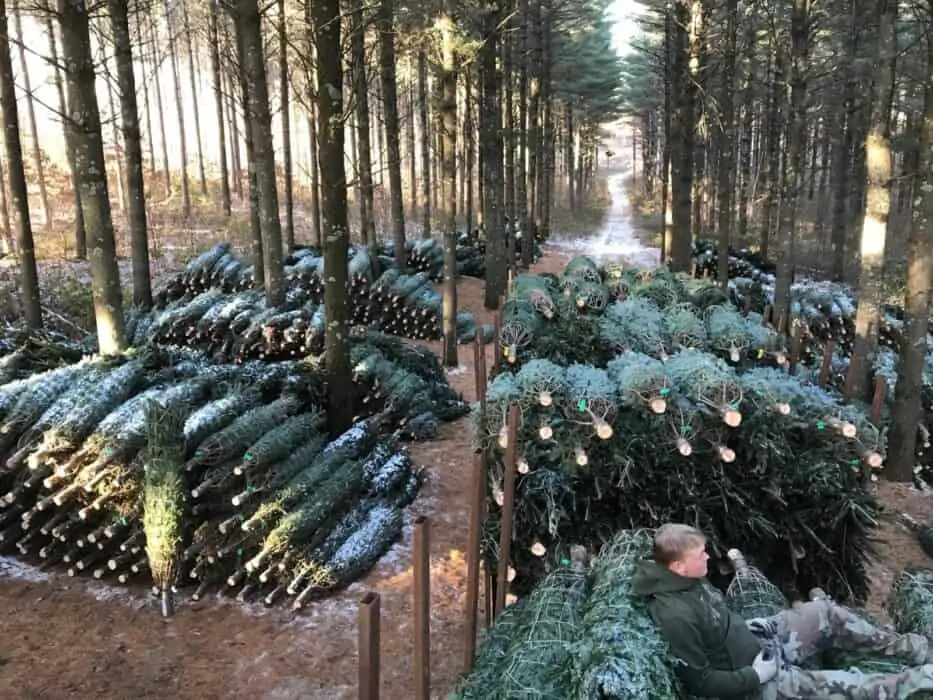 Christmas trees in a pile after harvest.