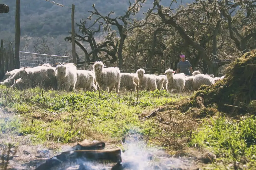 A herd of sheep standing in a pasture in Texas. 