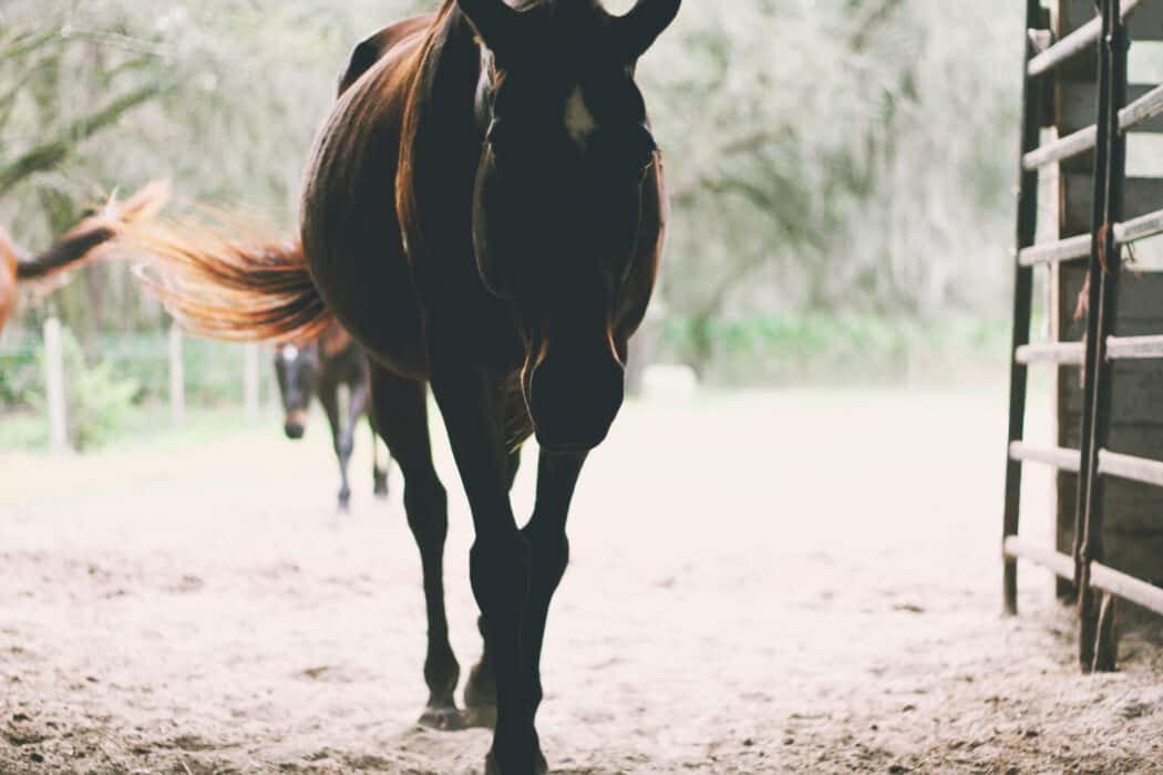 A horse walking through a barn. 