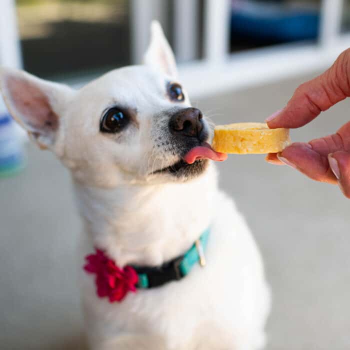 A white dog tasting a Dog O's Cheesey Chomper cheese dog treat from the Marcoot Creamery. 