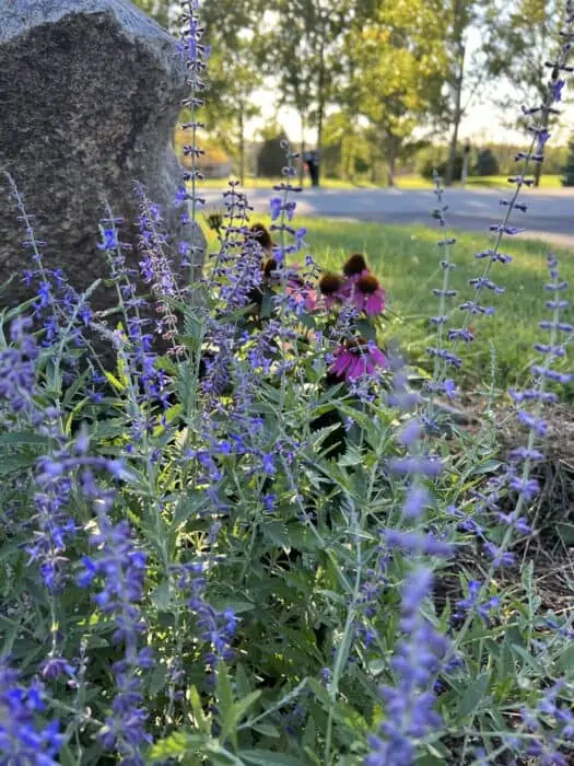 A pollinator habitat with lilac and pink flowers.