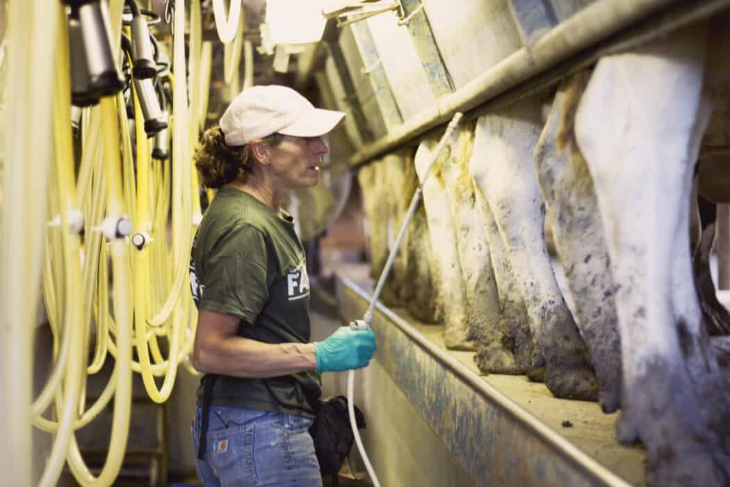 Women milking cows on the family dairy.