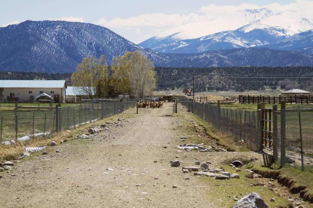 A beautiful view from an alpaca farm in Colorado 