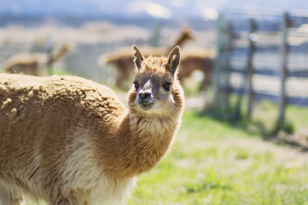 An alpaca standing in a green field eating grass 