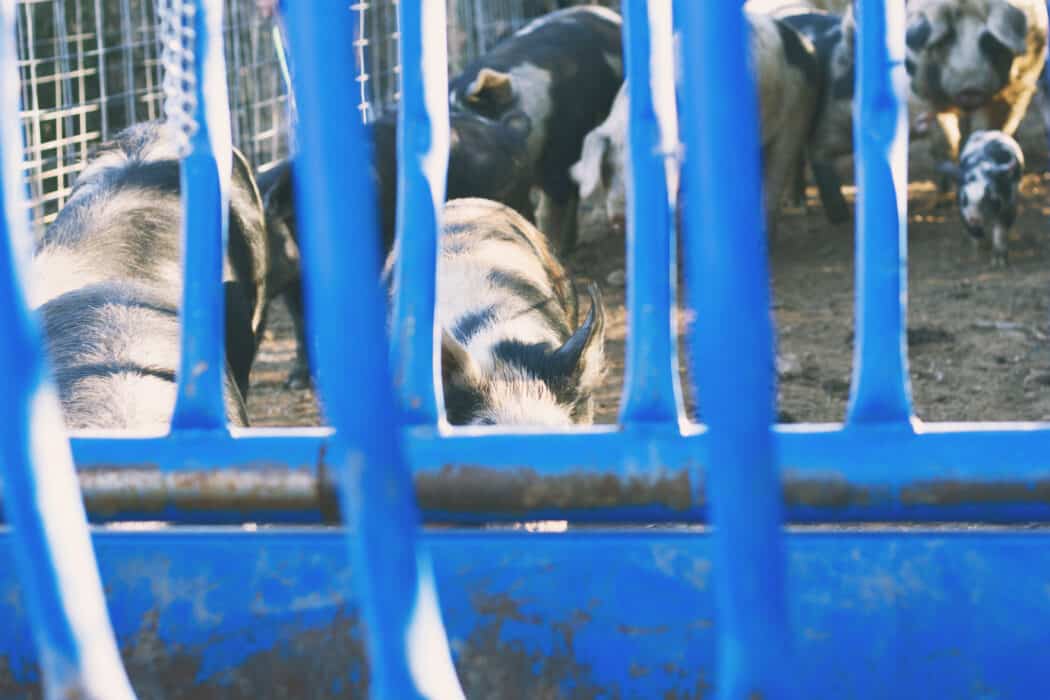 Pigs walking through blue chutes on a ranch 