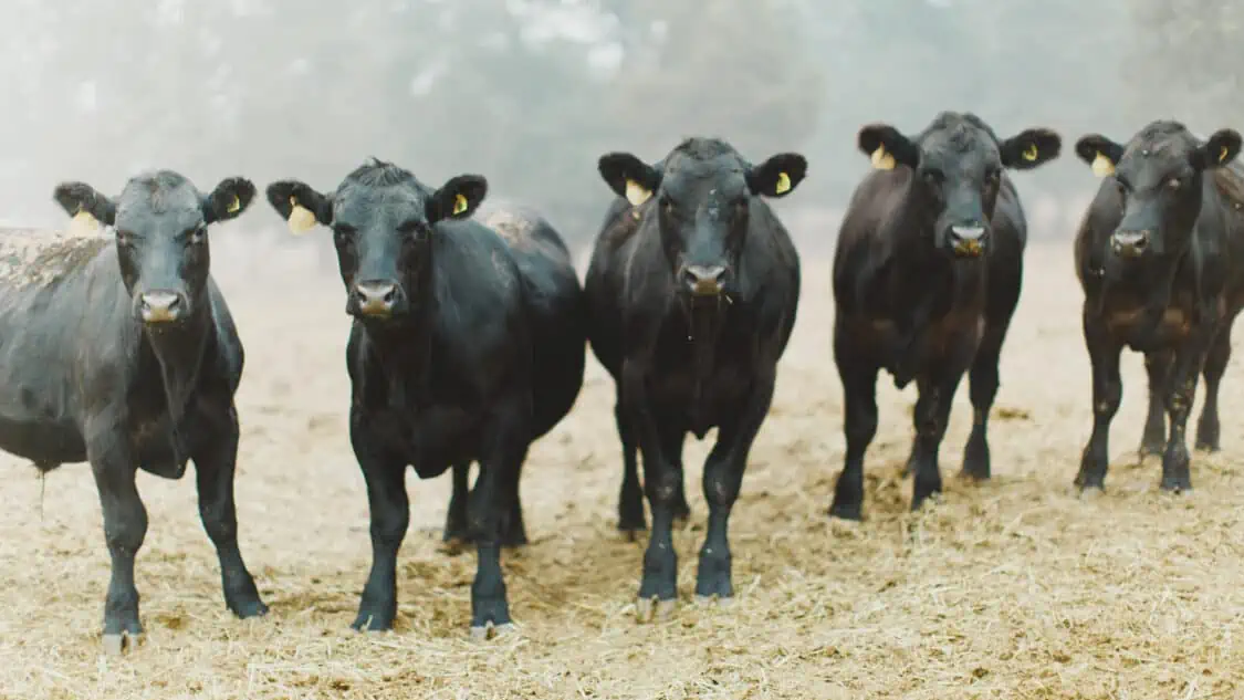 Black Angus cattle at Five Marys Farm