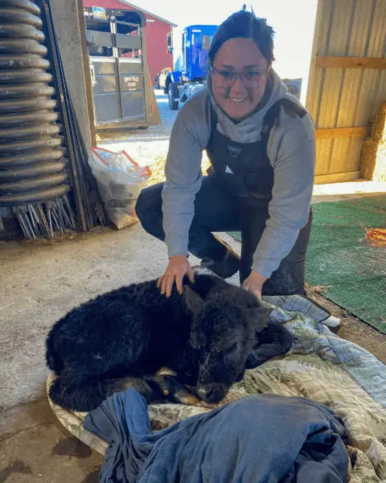 Veterinary Medicine Student Bailey DeGroat specializes in bovine medicine