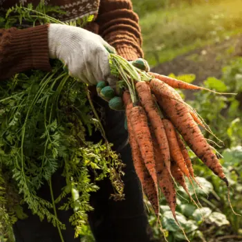 Farmer hands in gloves holding bunch of carrot in garden.