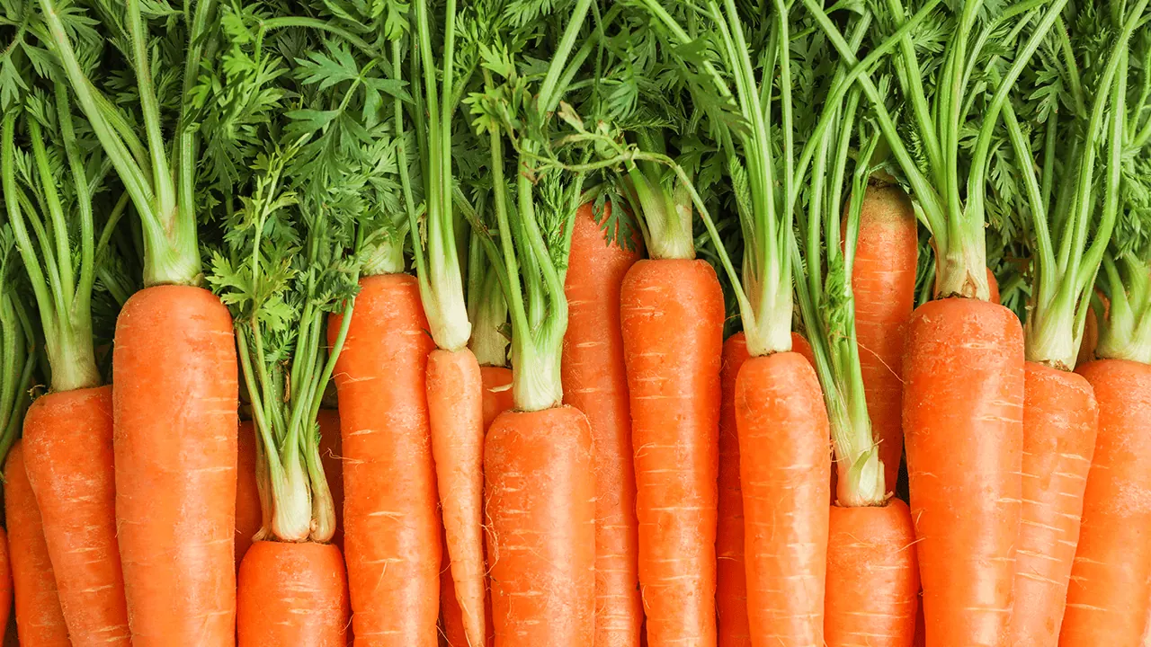 Raw carrots of different sizes laying next to each other in a row.