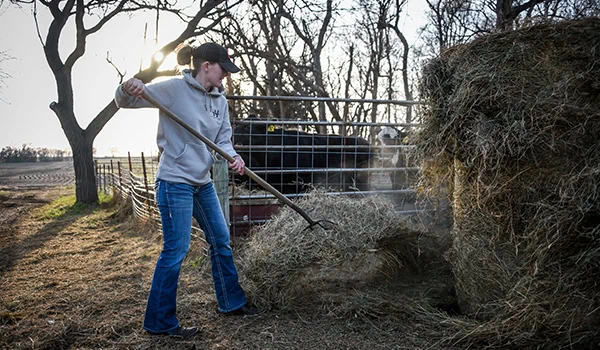 A female farmer forking hay on a ranch with livestock in the background. Photo courtesy of Phibro Animal Health Corporation.