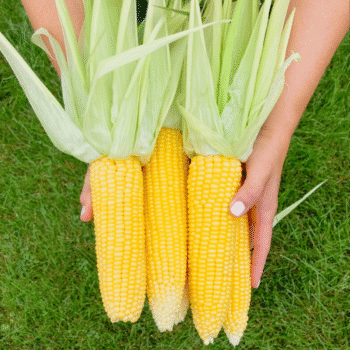 A woman holding four ears of shucked sweet corn. Photo by Deanne Frieders at This Farm Girl Cooks