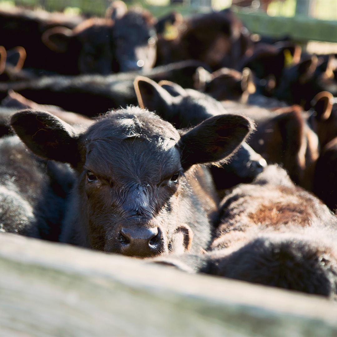 7 Ways to Lead the Way on Livestock Safety